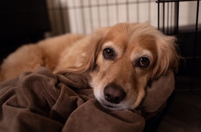 ケージの中で落ち着く犬