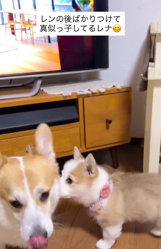 レンくんを見つけたレナちゃん