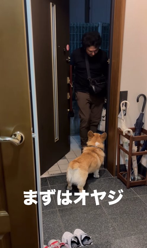 玄関から入ってくる飼い主の手提げを見つめるコーギー