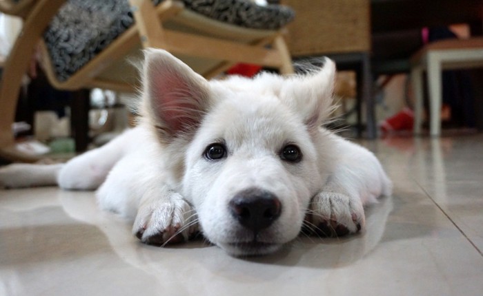 寝そべる犬の顔アップ