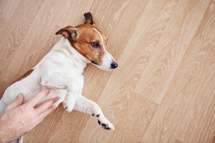 人にお腹をなでられながら寝そべる犬