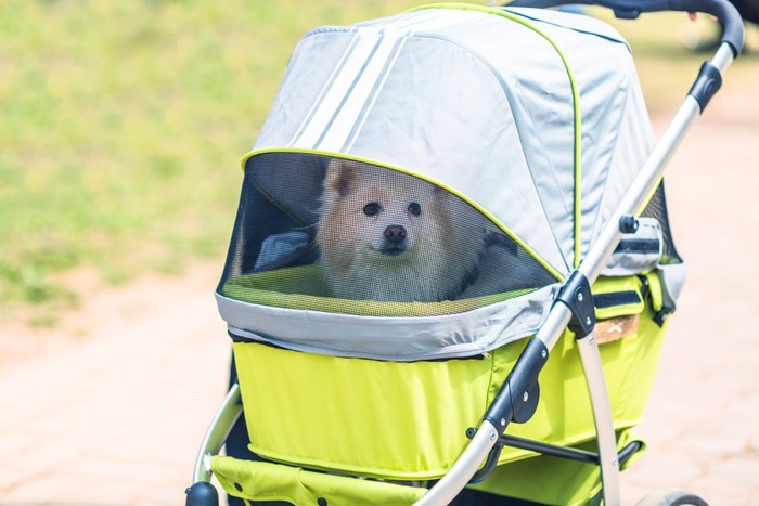 ペットカードに乗る犬