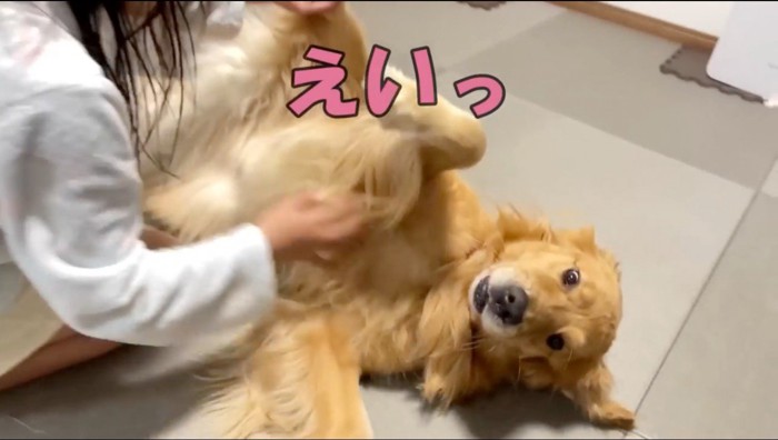 起き上がろうとする犬をひっくり返す女の子