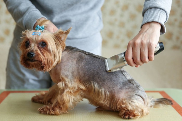 バリカンでカットされている犬