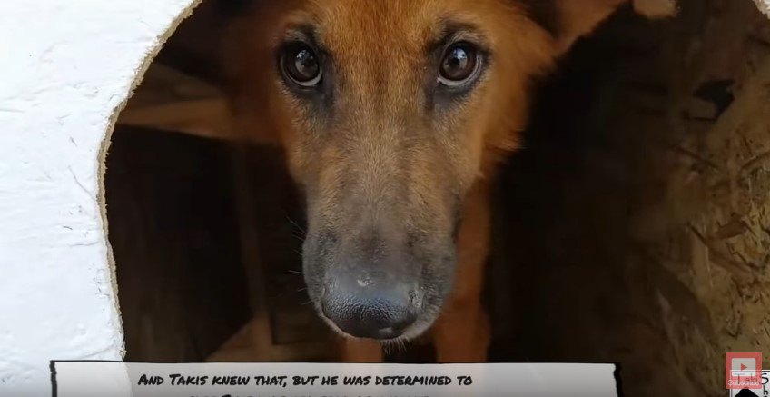 上目遣いの犬