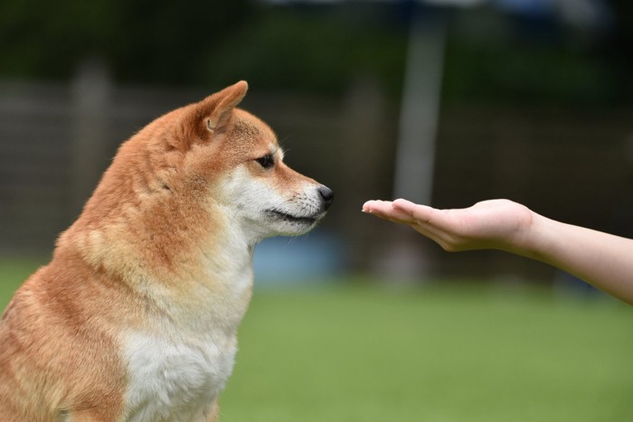 おやつを見つめる犬