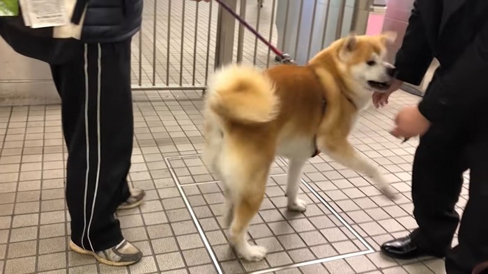 お兄ちゃんにまとわりつく秋田犬と、お父さん