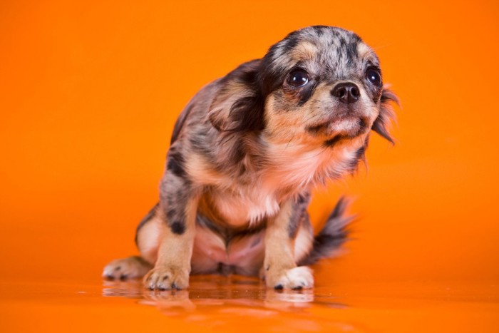 怖がっている犬