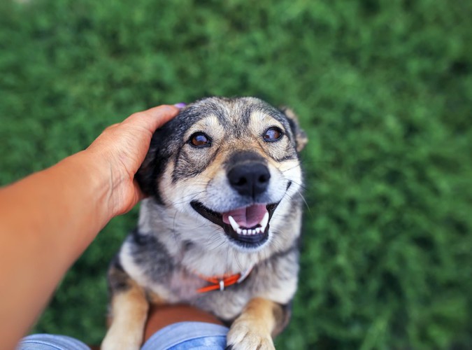 飼い主の足に前足をかけて立つ犬