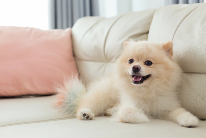 ソファーでくつろぐ犬