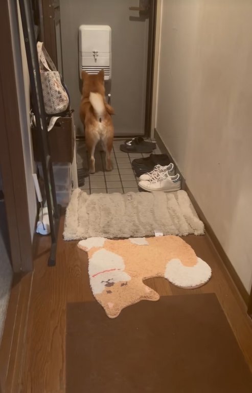 ドアの外を見つめる柴犬