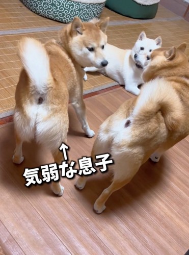 困惑する柴犬