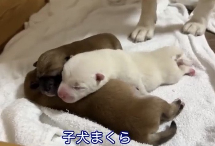 ぎゅっと重なった3匹の犬