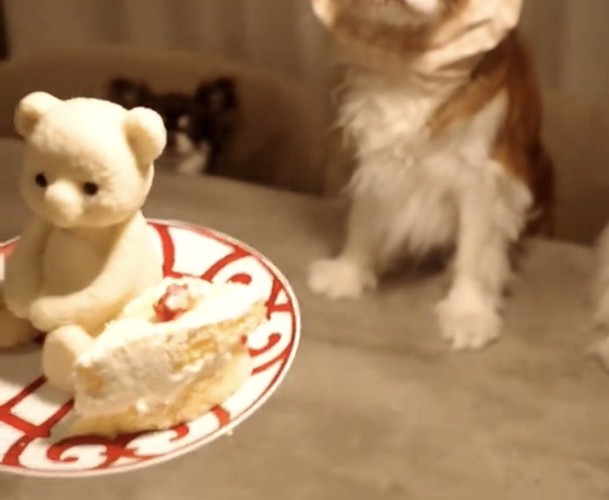 ケーキを前に座る犬