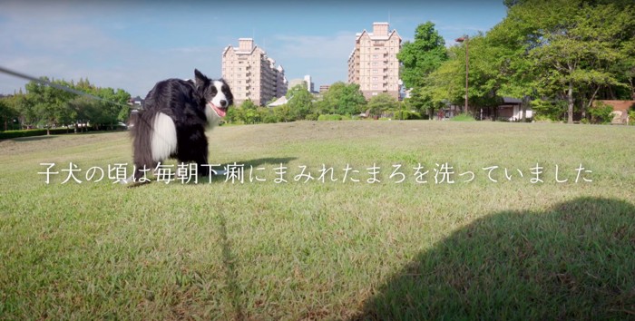 飼い主を振り返りながらうんちをするボーダーコリー