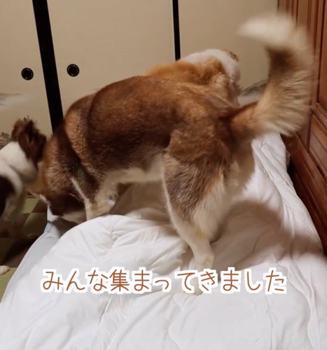 ベッドにやってきた3匹の犬