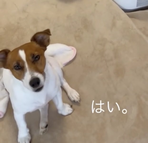 口をわずかに動かして、お返事もできます!