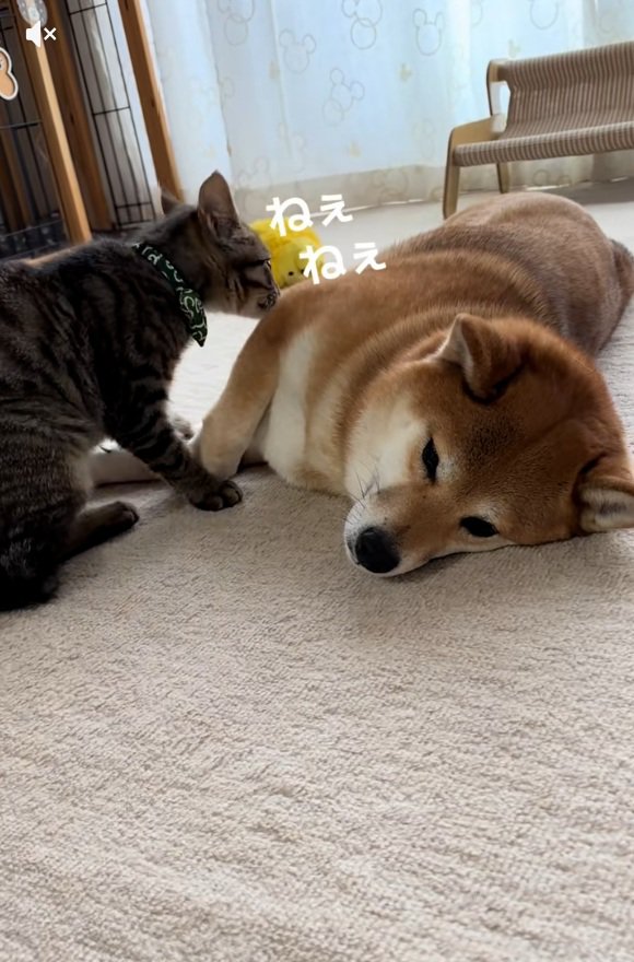 ツンツンするゆずくん