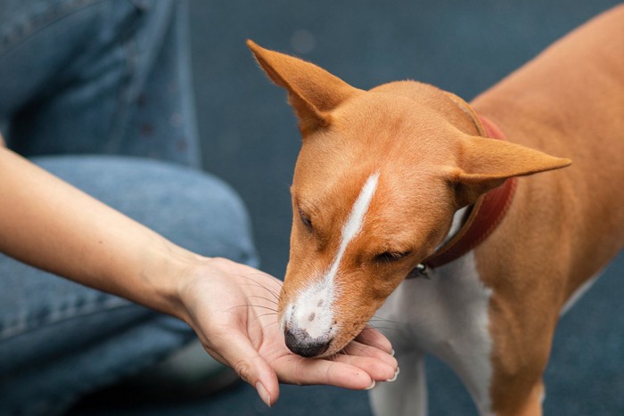 手に口を近づける犬