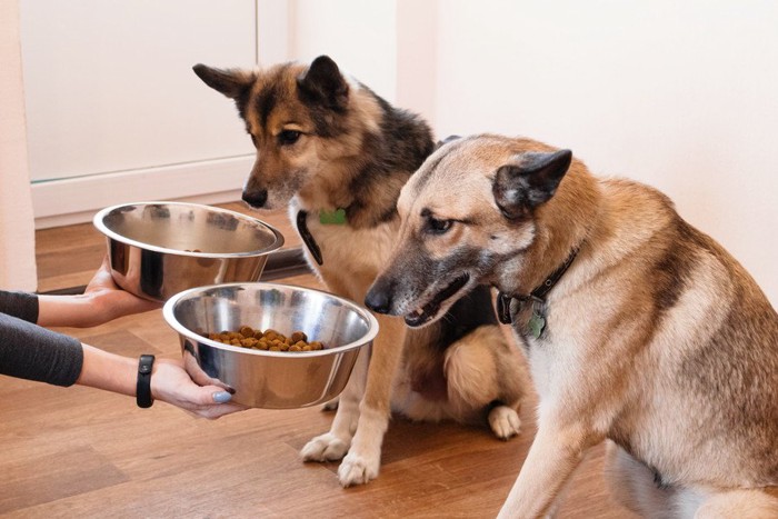 ごはんを差し出される2匹の犬