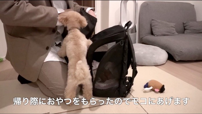 飼い主の膝に前足を置いて身を乗り出す犬