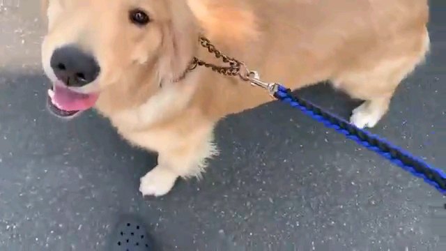 立ち上がる犬