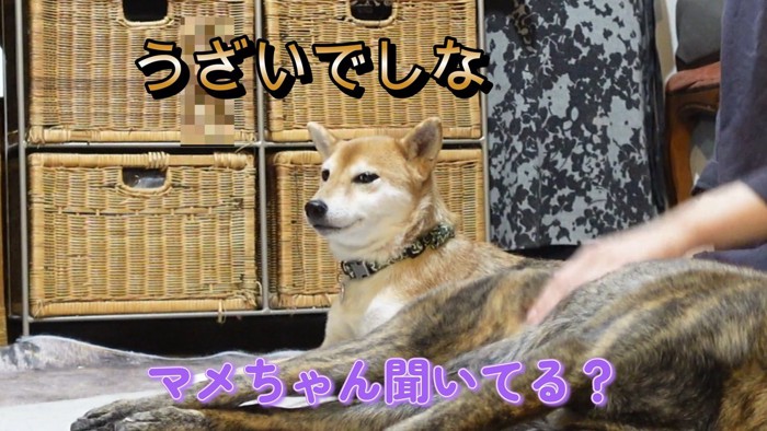 マメちゃんは反省ゼロ