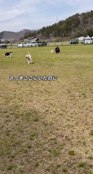 歩いてくる犬と「さっきここにいたのに」の字幕