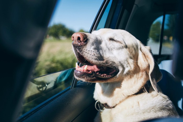 車窓から外を見る犬