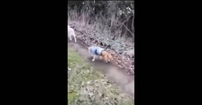 先住犬の後を追う犬