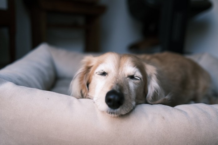 ベッドで眠る犬