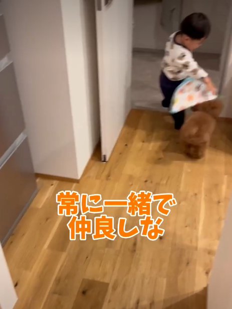 犬にタオルをかける赤ちゃん