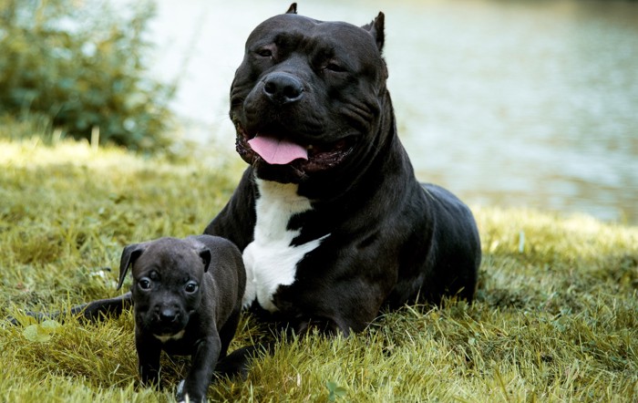 アメリカンブリーの母犬と子犬