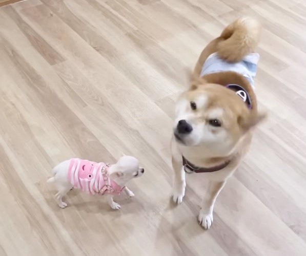 柴犬に近づく子犬