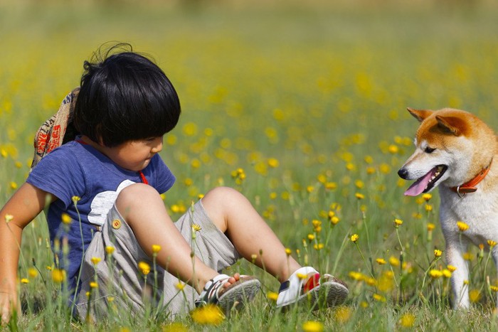 観察する犬