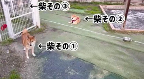 ドッグランでのんびりと過ごす3頭の柴犬