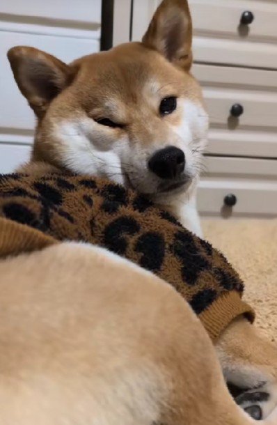 オシャレなレオパード柄も