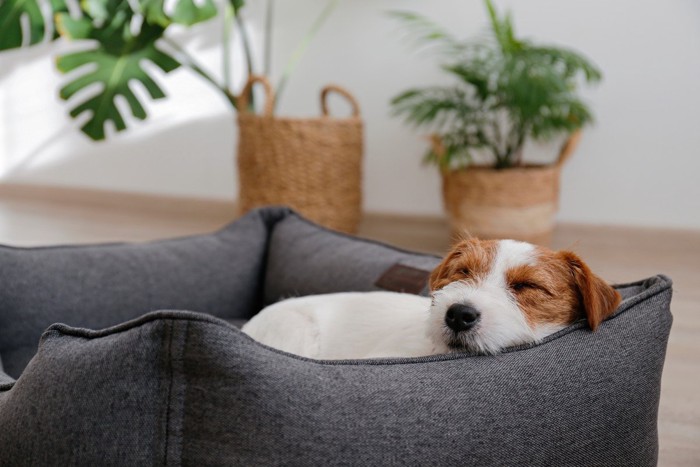 ベッドで気持ちよさそうに眠るジャックラッセルテリアの子犬