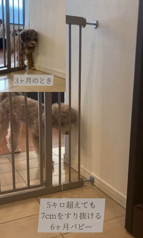 ゲートをすり抜けるマフィンくん