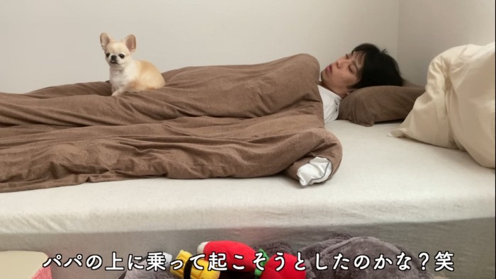 パパさんの上に乗る犬