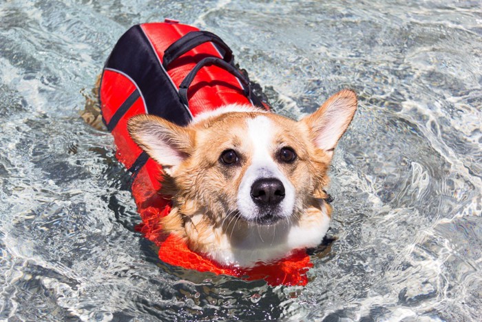 ライフジャケットを着た犬