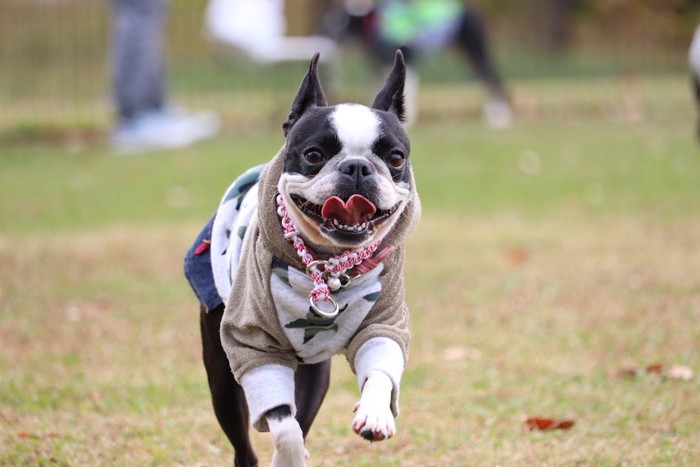 お洋服とアクセサリーを着けた犬