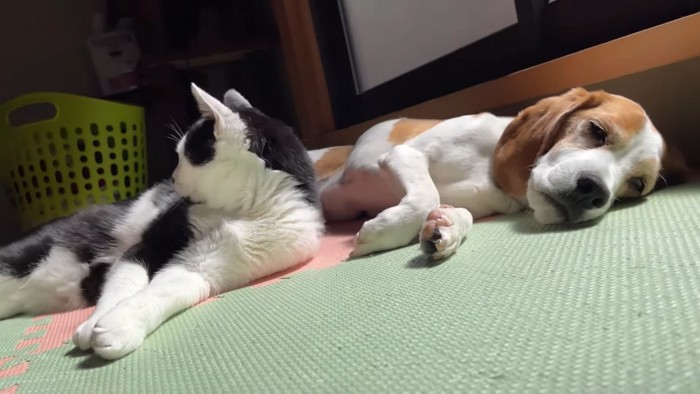 頭を上げて後ろを見る猫と薄目を開ける犬