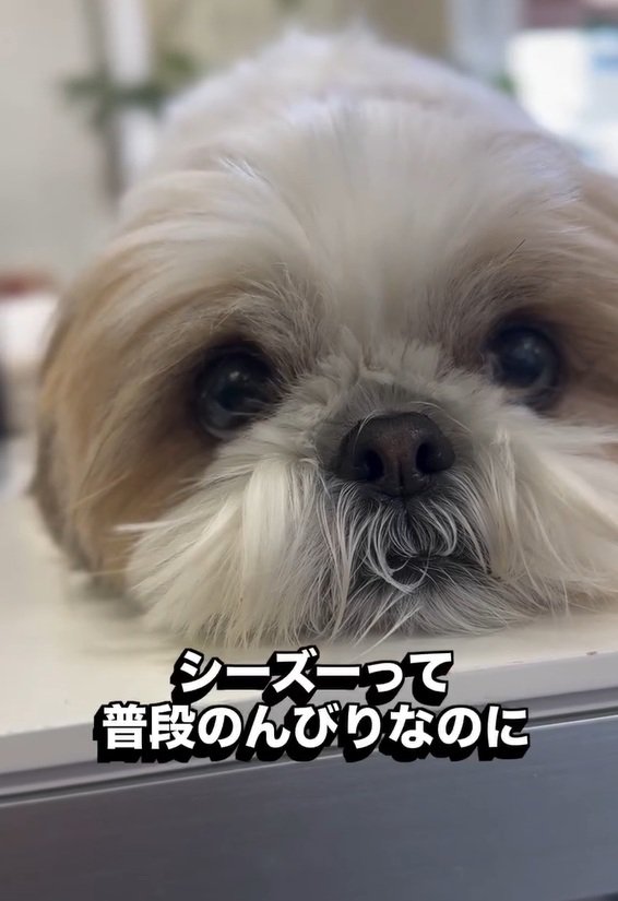 のんびり屋のピコちゃん