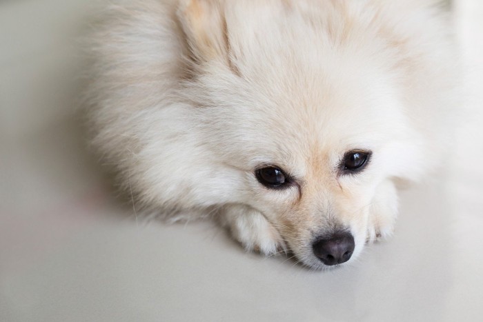 手にあごをのせて伏せる犬の顔のアップ