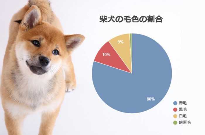 柴犬の毛色の割合