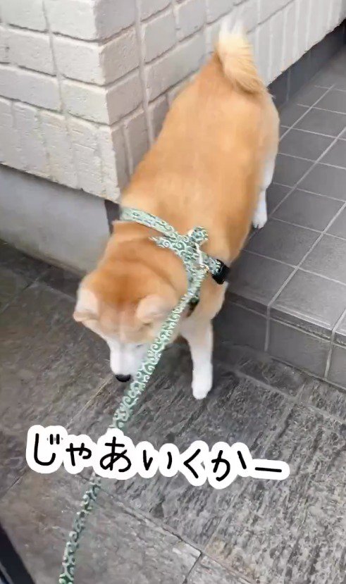 玄関から歩き出す犬