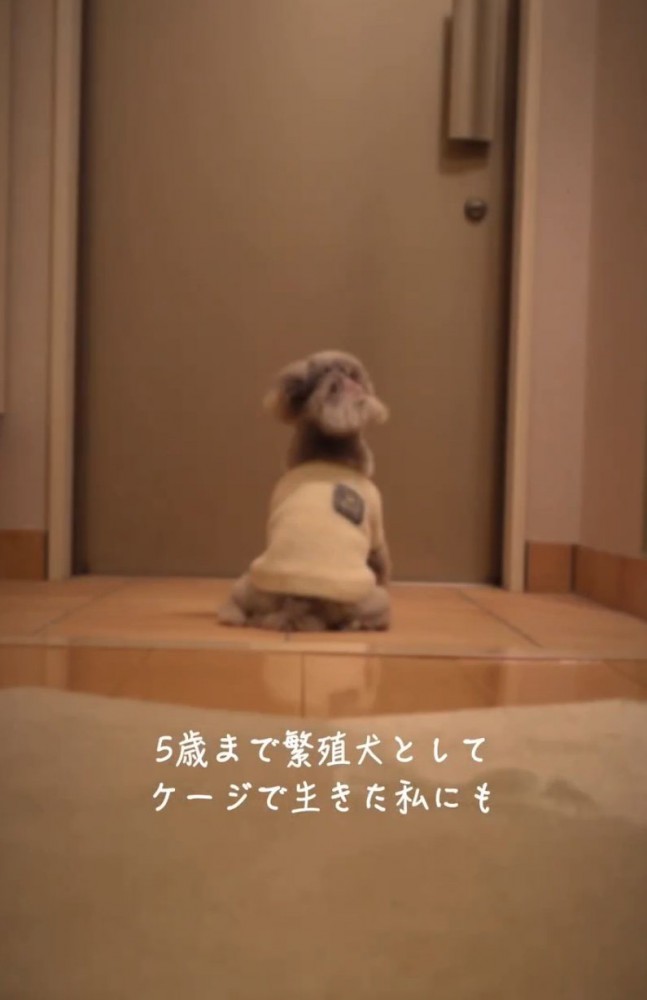玄関で待つ犬