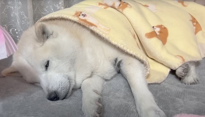 眠る犬のアップ