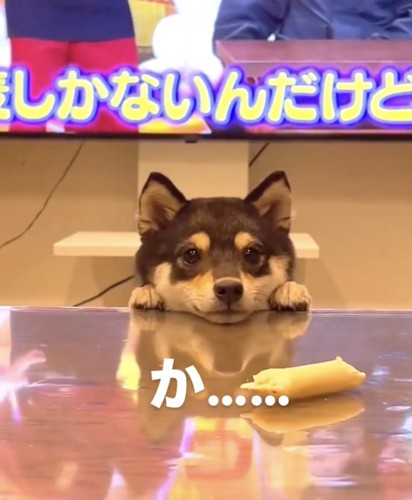 カメラ目線の柴犬